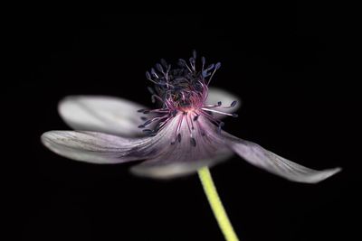 Close-up of purple flower against black background