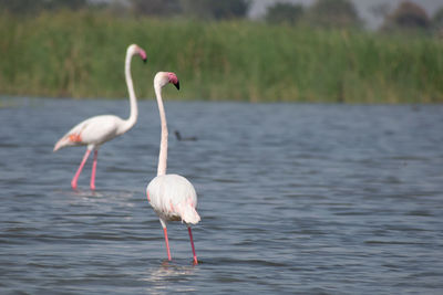 Bird in a lake