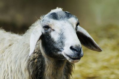 Close-up portrait of goat