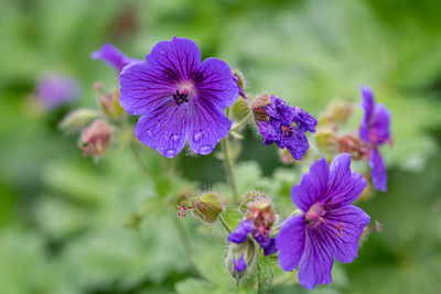 Close-up of purple flowering plant in park