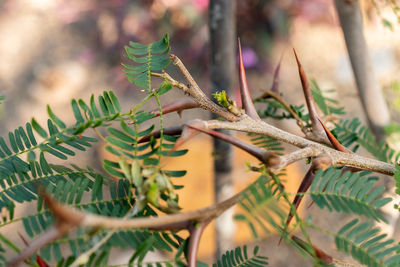 branch