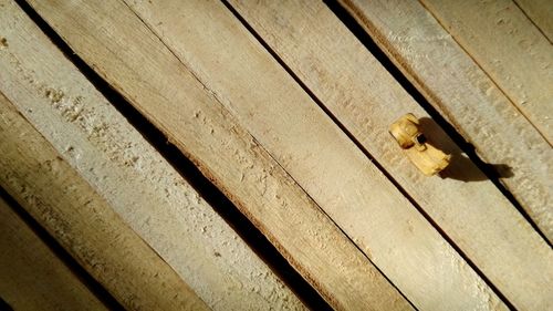 High angle view of lizard on boardwalk