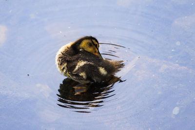 High angle view of a duck in a lake