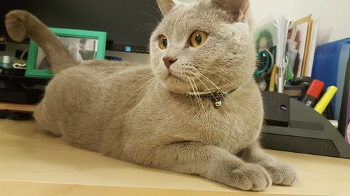 Close-up of cat sitting on sofa