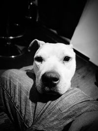 Portrait of dog relaxing at home