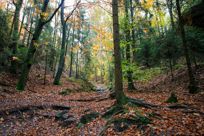 Trees in forest during autumn