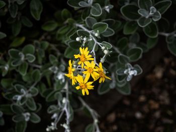 Close-up of yellow flowering plant