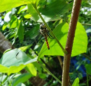 Close-up of insect on plant