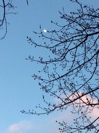 Low angle view of bare tree against sky