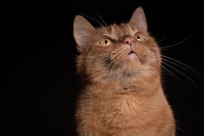 Close-up of a cat looking up over black background