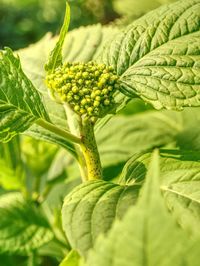 Young green blossoms of white hydrangea with large green leaves. green hydrangea plants in garden