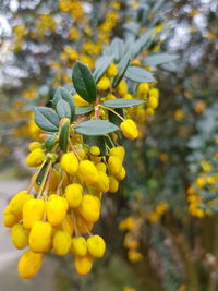 Close-up of yellow flowering plant