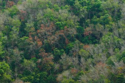 High angle view of trees in forest