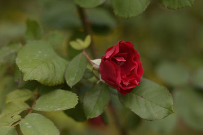 Close-up of rose plant