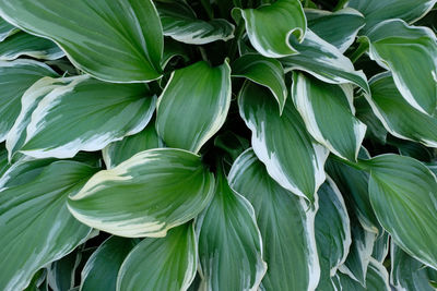 Full frame shot of green leaves