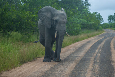 Rear view of elephant walking on road