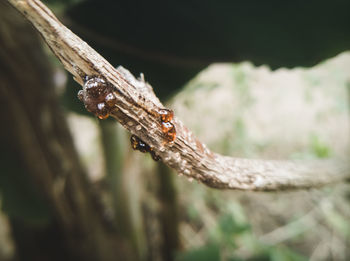 Close-up of insect on branch