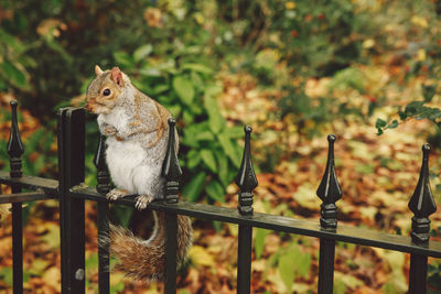 Close-up of squirrel