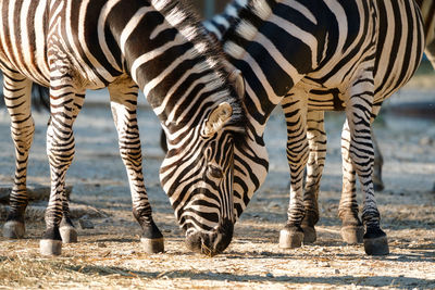 View of zebras standing outdoors
