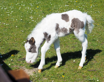 Dog on grassy field