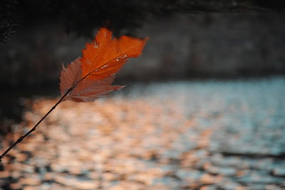 Close-up of dry maple leaves on tree