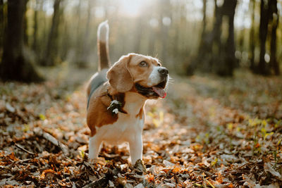 Dog looking away in forest