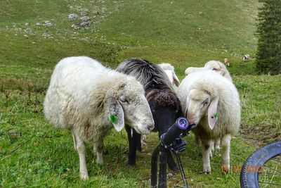 Sheep on field