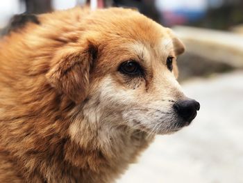 Close-up of dog looking away