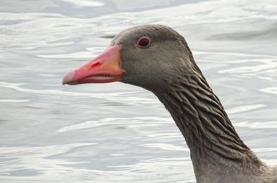 Close-up of swan swimming in lake