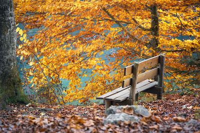 Autumn leaves on bench in park