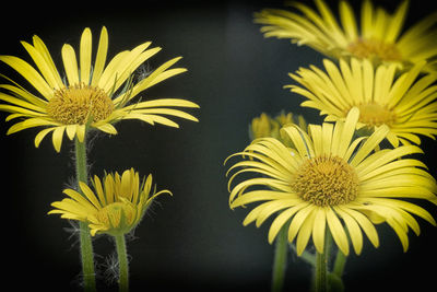 Close-up of yellow flowering plant against black background