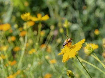 Bee pollinating flower