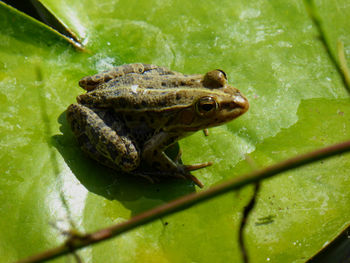 Close-up of frog on leaf