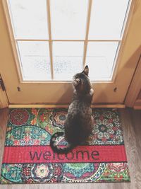 Cat sitting on window at home