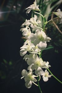 Close-up of white flowering plant