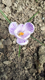 Close-up of purple crocus flower