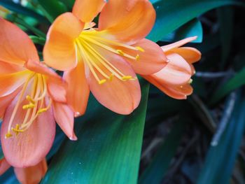 Close-up of day lily blooming outdoors