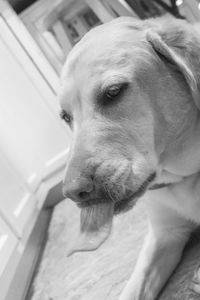 Close-up of dog looking away