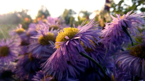 Close-up of purple flowers blooming outdoors