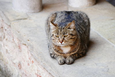 High angle view portrait of tabby cat sitting outdoors