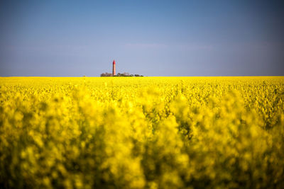 Scenic view of oilseed rape field against sky