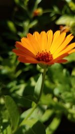 Close-up of yellow flower