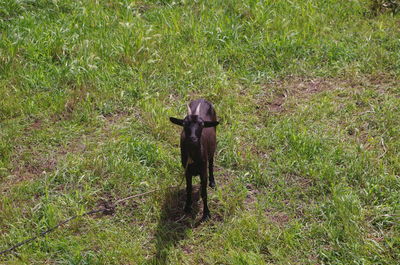 Dog on field