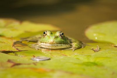 Close-up of frog in pond