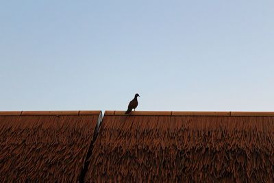 Low angle view of bird perching on roof against clear sky