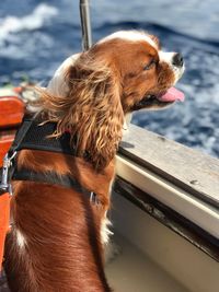 Cavalier king charles julian on a boat looking at the sea