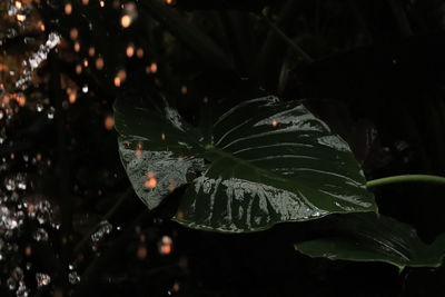 Close-up of water drops on plant