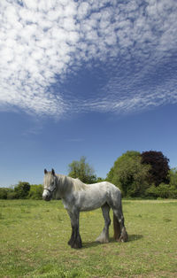 Side view of horse on field