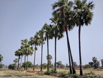 Palm trees on landscape against clear sky