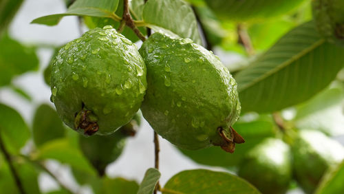 Close-up of fruit growing on tree